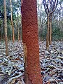 Termite soil sheeting on tree trunk.jpg