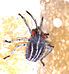 Tessaratoma papillosa first instar nymph.jpg 