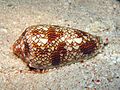 Cone Snail (Conus textile)