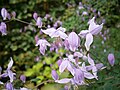 Thalictrum chelidonii close-up