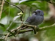 Thamnomanes ardesiacus Dusky-throated Antshrike (male); Rio Branco, Acre, Brazil.jpg