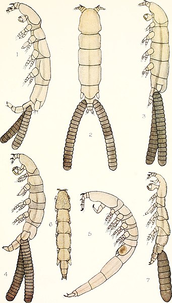 File:The British parasitic Copepoda (1913) (20232006779).jpg