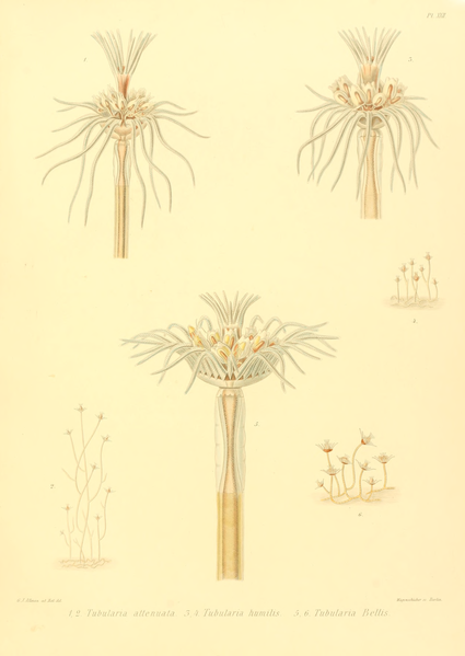 File:The Monograph of the Gymnoblastic or Tubularian Hydroids. Plate XXII.png