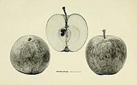 The apples of New York (1905) (19125202323) .jpg