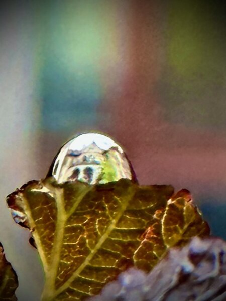 File:The world in a rain drop.jpg