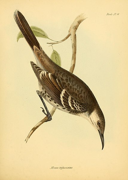 File:The zoology of the voyage of H.M.S. Beagle (Birds Pl. 16) (8430588988).jpg