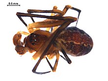 Theridion glaucescens m.jpg