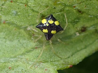 <i>Theridula gonygaster</i> Species of spider