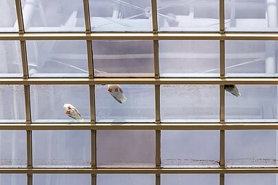 Three gulls on glass ceiling,Kampenhof bus terminal, Uddevalla