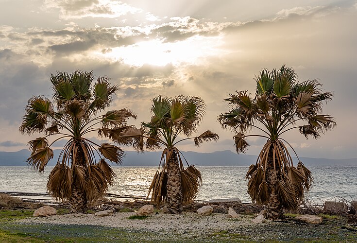 Три пальмы на берегу Средиземного моря в деревне Айя-Марина-Хрисохус (Пафос, Кипр)