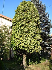 35–40 years old tree, probably cv. 'Aurea'