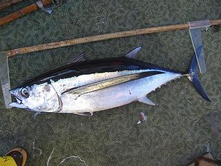 <span class="mw-page-title-main">Albacore</span> Species of tuna