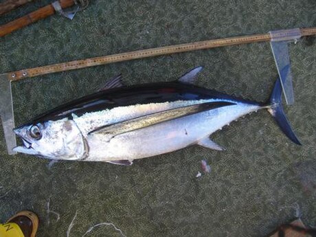 Thunnus alalunga