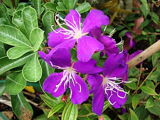 <i>Pleroma semidecandrum</i> Species of flowering plant in the family Melastomataceae