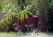 Tigon, hibrid dintre tigru mascul și leu femelă
