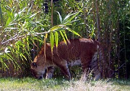 Tigón (Panthera Tigris con Panthera Leo)