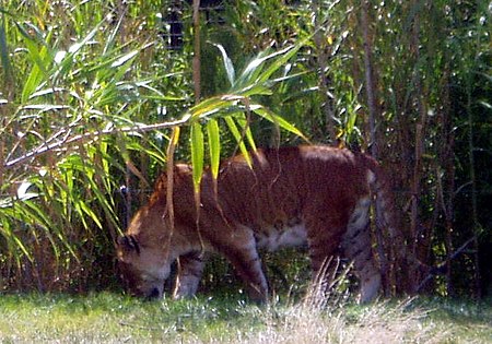 Tigon4.jpg