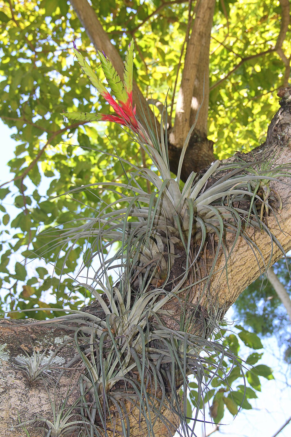 Tillandsia fasciculata (11122203075)