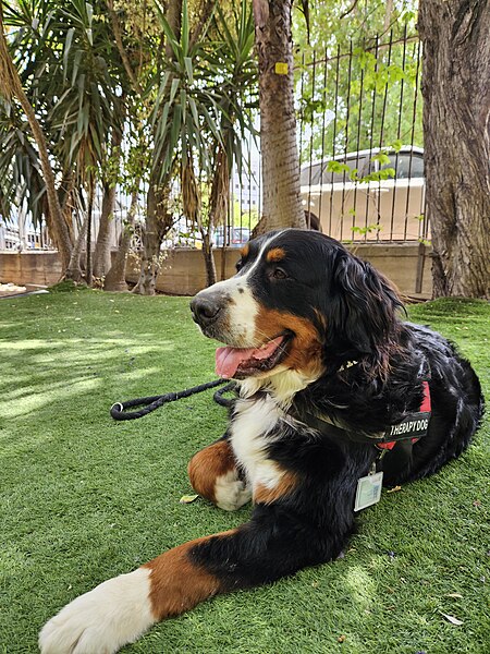 File:Timmi the Therapy dog from Israel Bernese Mountain Dog 07.jpg