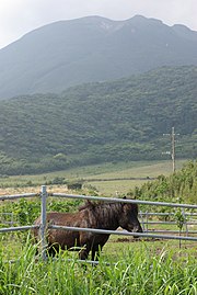 Tokara Pony