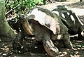 Tortue géante visible dans un parc à Nosy Be Hell-Ville