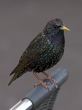 In protter (Sturnus vulgaris)