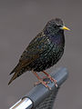Image 18 Common starling Photograph: Pierre Selim The common starling (Sturnus vulgaris) is a medium-sized passerine bird in the starling family, Sturnidae, which is found through much of the world. Measuring about 20 cm (8 in) in length, these starlings are a noisy bird in communal roosts and other gregarious situations. This species is omnivorous, taking a wide range of invertebrates, as well as seeds and fruit. More selected pictures