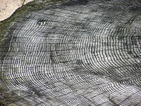 Tree: Parts of a Tree, Classification, Records