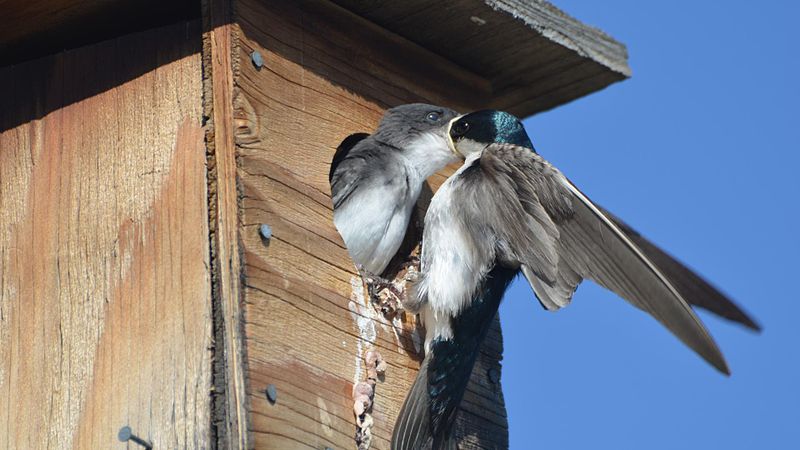 File:Tree Swallow young and parent (14428436918).jpg