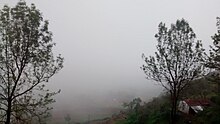 Forests in the Nilgiri hills are covered in dense fog during the winter and the monsoon Trees infront of mist in Ooty.jpg