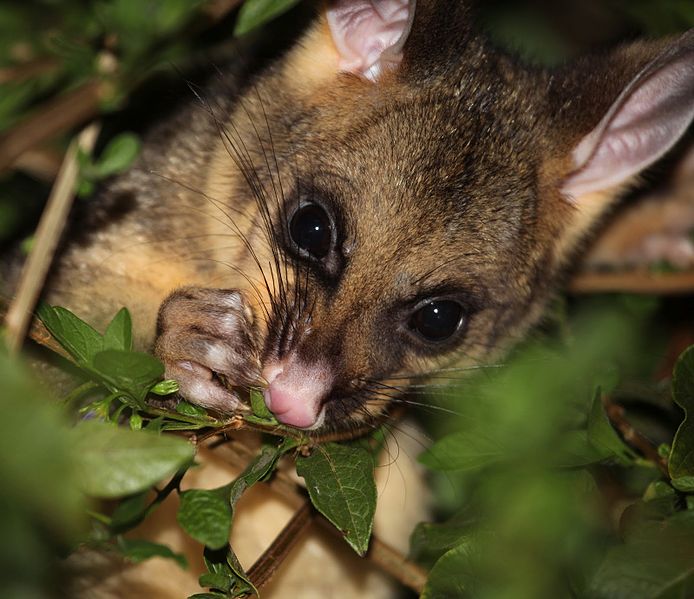 File:Trichosurus vulpecula 3 - Christopher Watson.jpg