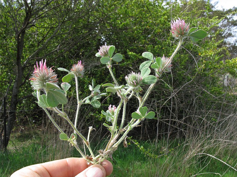 File:Trifolium hirtum plant6 ST (15492724757).jpg