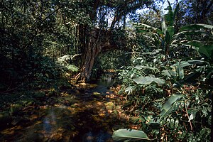 Atlantic Forest