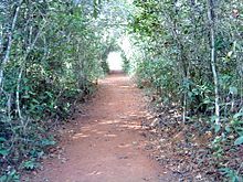 Trail through vegetation typical of the park Trilha do parque sumidouro.JPG