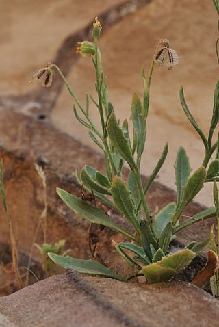 <i>Tripteris</i> Genus of plants