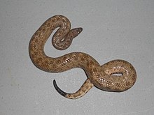 Tropidophis canus.jpg