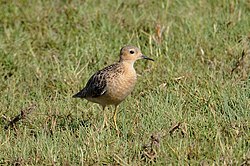 Tryngites subruficollis -Tavares, Rio Grande do Sul, Brazil-8.jpg