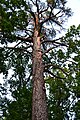 De Tsaritsa sosna, een ca. 350 jaar oude grove den (Pinus sylvestris) in het nationaal park.