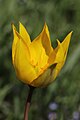 Tulipa sylvestris - panoramio (13).jpg