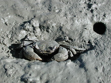 Crabs, such as the tunnelling mud crab Helice crassa of New Zealand shown here, fills a special niche in salt marsh ecosystems.