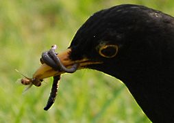 30.10.13 Amsel