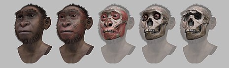 turkana reconstruction forensic human homo fatti rapidi sapere umani fossil approximation erectus