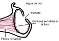 Miniatura per a la versió del 00:01, 9 des 2006