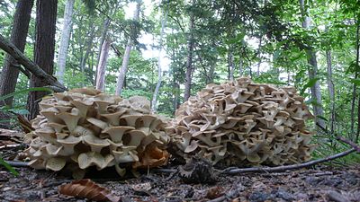 Paraplu Polypore.jpg