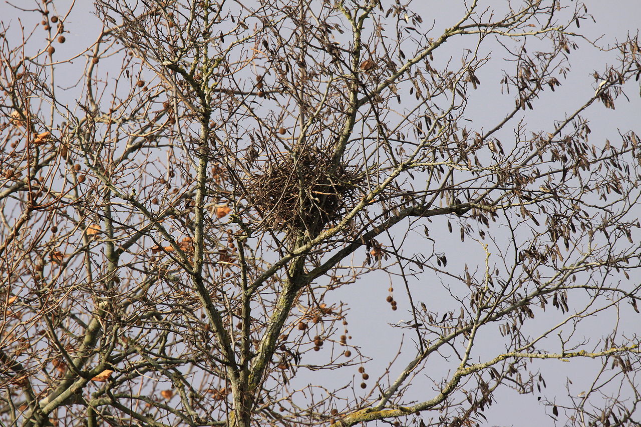 File:Un nid de corbeau.JPG - Wikimedia Commons