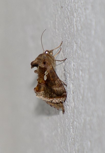 File:Unidentified moth 6195.jpg