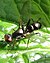 Unknown.ant.mimicking.fly.dorsal (cropped).jpg