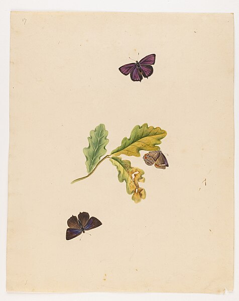 File:Untitled (sycamore leaves with 3 moths butterflies) - Miss Harris - 84 1931 17.jpg