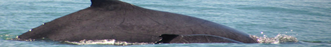 Uramba Bahía Málaga National Natural Park banner humpback whales.png