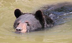 Ours noir : taille, description, biotope, habitat, reproduction